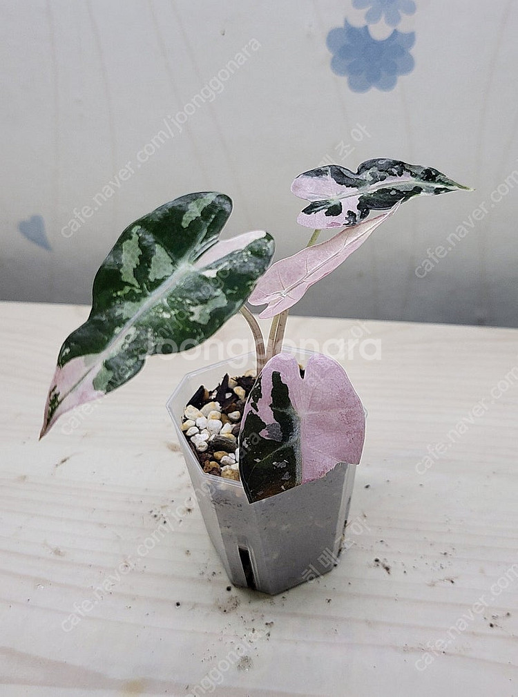 밤비노핑크바리,에피바리,에피민트,트루비문라이트,마블스킨,아미드리움미디움실버,풀민트히메,화이트민트히메,무늬히메,베놈 ...--1